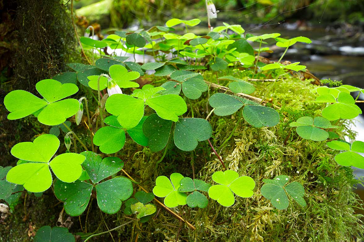 Leprechauns & Bears: Irish Folklore